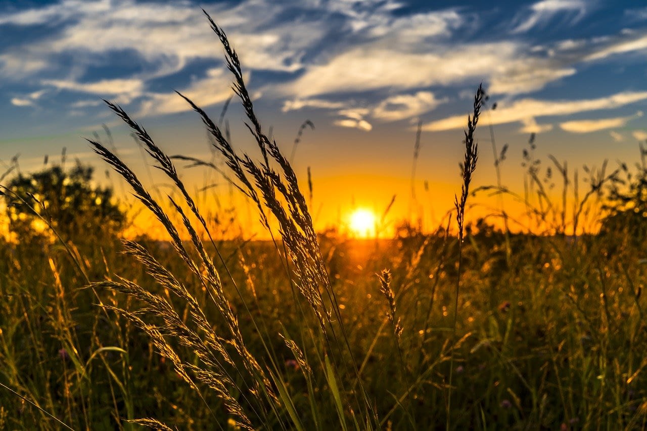 Summer Sunset Meadow Nature - FelixMittermeier / Pixabay