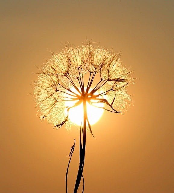 Dandelion Sun Plants Flower Dry - AdinaVoicu / Pixabay